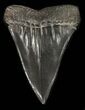 Large, Black Fossil Mako Shark Tooth - Georgia #42265-1